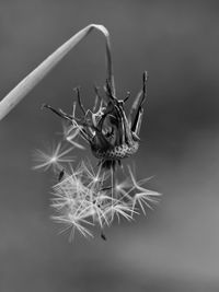 Close-up of wilted dandelion