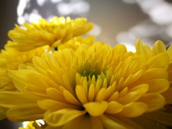 Close-up of yellow flowers blooming outdoors