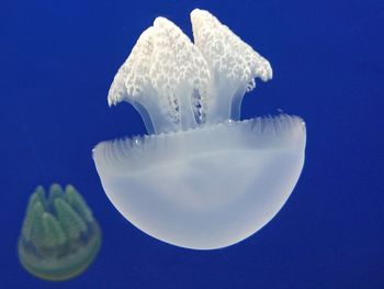 Close-up of jellyfish against blue background