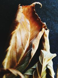 Close-up of plant