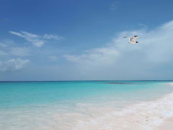 Seagull flying over sea against sky