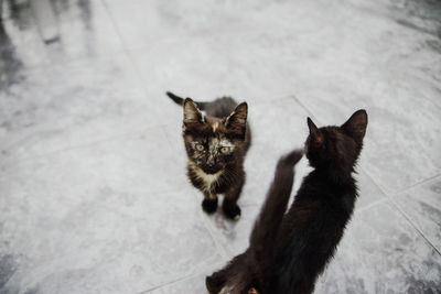 High angle view of cats on floor