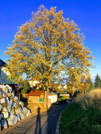 Autumn tree by road against sky