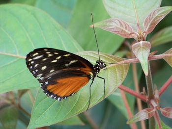 Close-up of butterfly on leaf