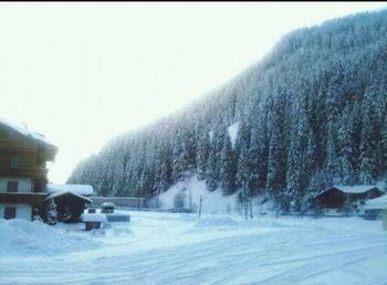 Snow covered trees