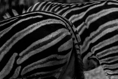 Cropped image of zebras