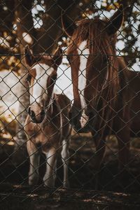 View of an animal seen through chainlink fence