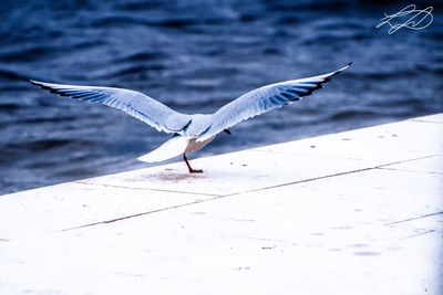 Close-up of bird flying over water