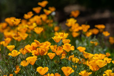 Close-up of yellow flowering plants on field