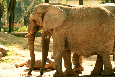 Side view of elephant standing in zoo