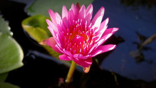 Close-up of pink water lily