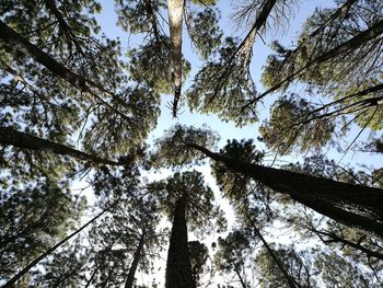 Low angle view of trees against sky