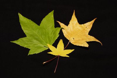 Close-up of yellow maple leaf against black background