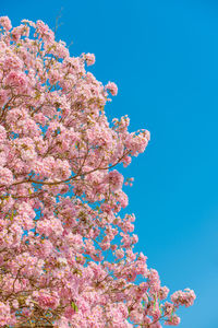 Low angle view of pink flowering tree against clear blue sky