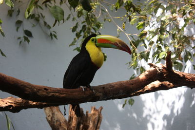 Bird perching on tree