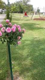 Pink flowers blooming in park