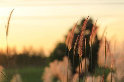 Close-up of stalks in field against sunset sky