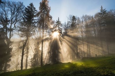Sunlight streaming through trees by field