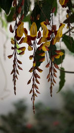 Close-up of leaves on tree