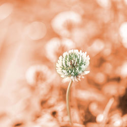 Close-up of white daisy plant