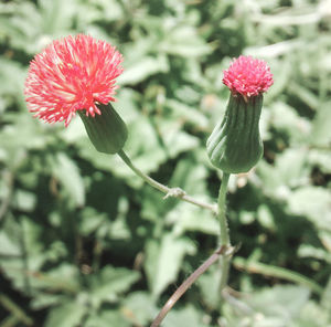 Close-up of flower against blurred background