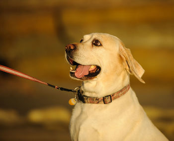 Yellow labrador retriever looking away