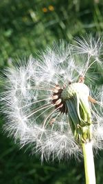 Close-up of dandelion