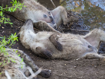 Close-up of group of hyenas sleeping outdoors