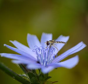 Close-up of insect on purple flower