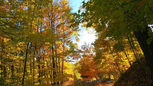 Trees in forest