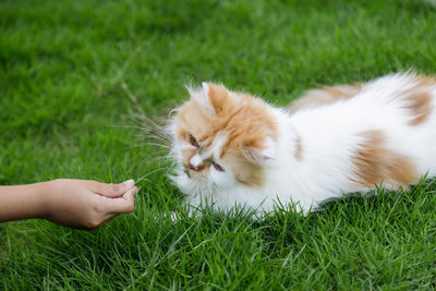 Hand of children feeding green grass to the persian cat on a grass field, for pet herbal natural