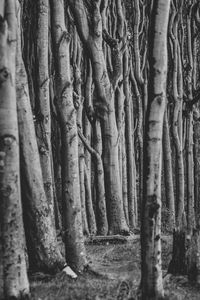 Full frame shot of tree trunk