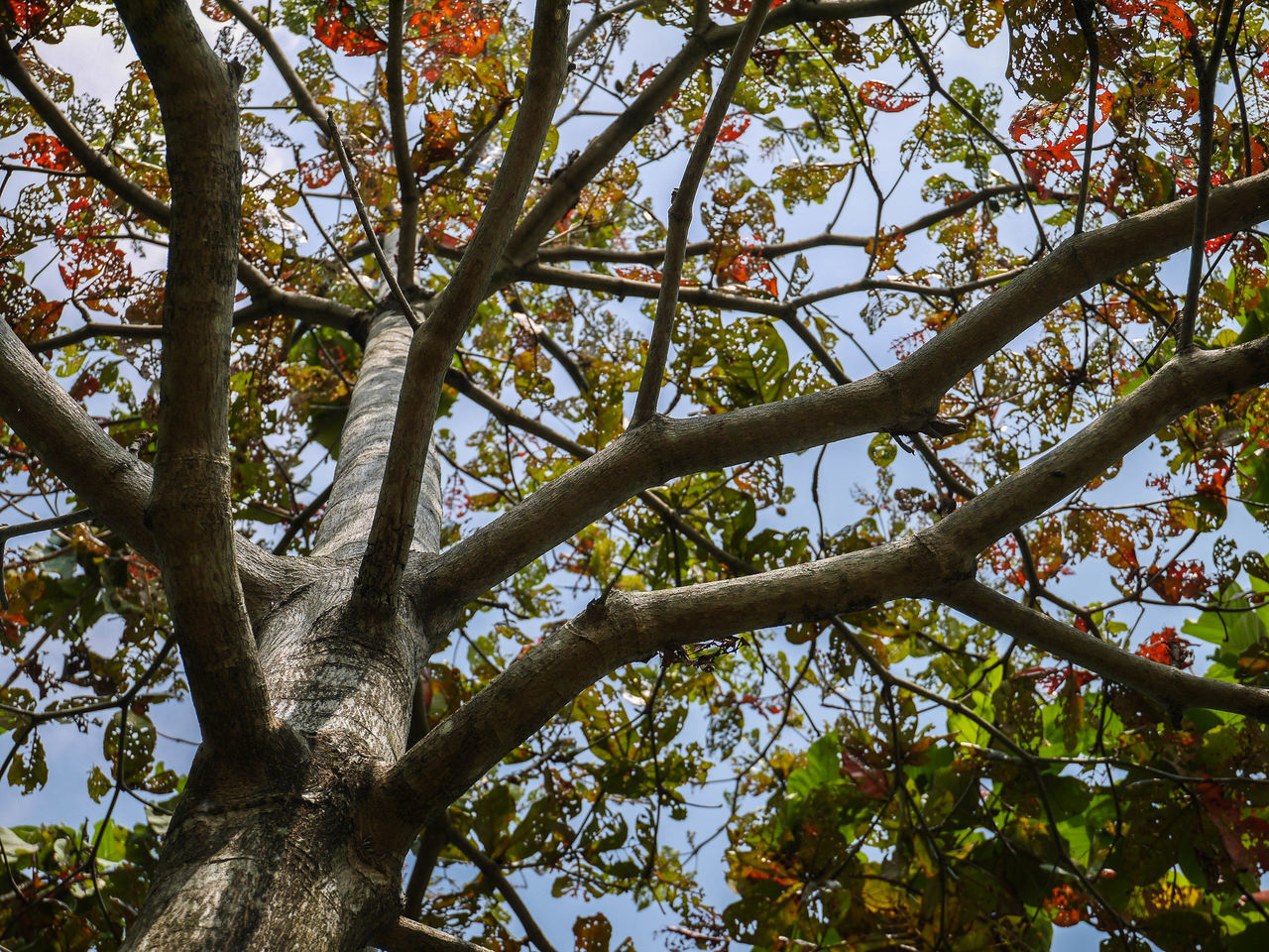 LOW ANGLE VIEW OF TREE IN FOREST AGAINST SKY