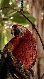 Close-up of bird perching on branch