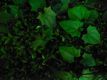 High angle view of green leaves