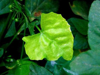 Close-up of fresh green leaf