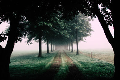 Narrow pathway along trees on landscape