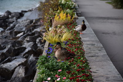 High angle view of mallard ducks on retaining wall with flowers