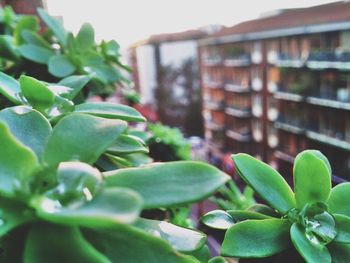 Close-up of plants