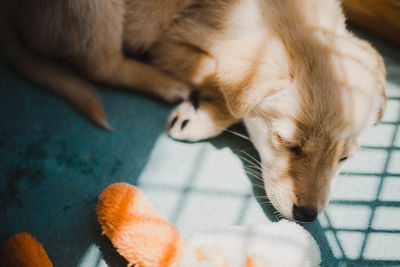 Close-up of a dog sleeping