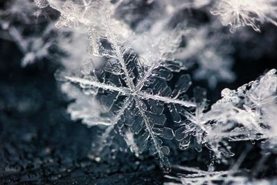 Close-up of frozen plant