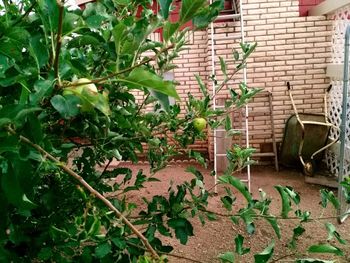 Plants growing by wall