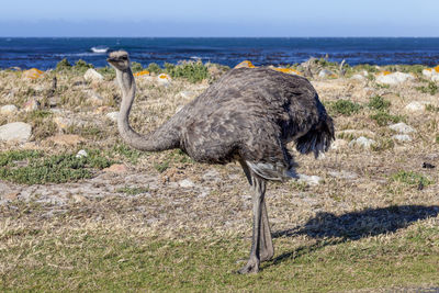 View of ostriches in a wild, cape peninsula national park, cape town, south africa