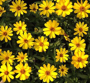 Full frame shot of yellow flower