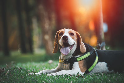 Close-up of dog