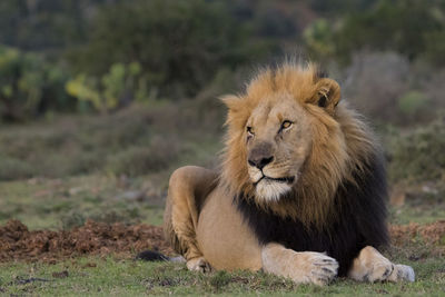 Close-up of lion lying on field