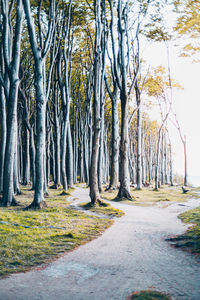 Trees in forest