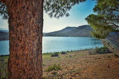 Scenic view of tree by lake against sky