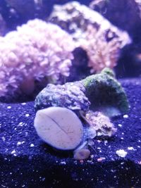 Close-up of coral in aquarium