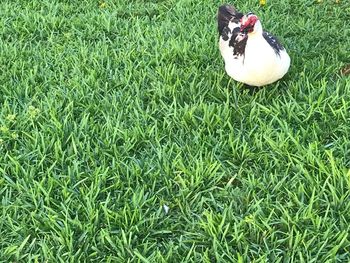 High angle view of bird on field